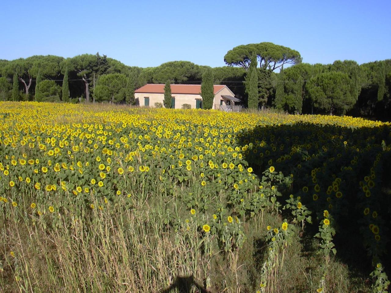 Residence La Canova II Grosseto Exterior foto